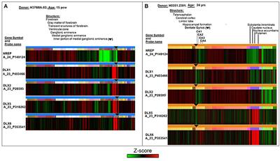 Peptide Sharing Between Viruses and DLX Proteins: A Potential Cross-Reactivity Pathway to Neuropsychiatric Disorders